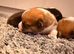 Kc Pembroke corgi puppies