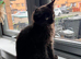 Maine coon kitten