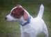 Jack the jack russell stud dog