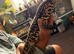 Argentinian Black & White Tegu