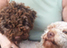 Lagotto Romagnolo Puppy