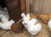 Silkie pullets 16to18 weeks