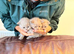 Lilac British shorthair kittens for sale 2 boys and 1 girl available