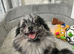 Beautiful Pomeranian Merle Female