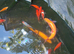 Pond Fish / Koi / Goldfish / Orfe