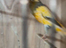 Full canary set up