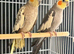 proven young pair of cockatails