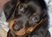 Boy dauchhound