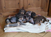 Chichi X miniature Wirehaired Dachshund puppies DNA health checked stud