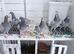 Mix racer pigeon RPRA 2026