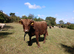 16 month old dun dexter bull