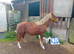 2 year old filly