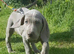 Labmaraner pups for sale