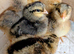 Silkie and Cream Legbar chicks