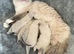 Seal Point Female Ragdoll kitten 11 weeks old
