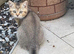 Pedigree British Shorthair