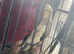 Cockatiels x2. Pearl/ yellow and gray. Untame