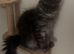 Maine Coon kittens
