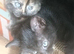 Cat's