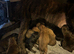 German X Dutch Shepherd puppies