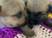 Quality KC Reg Cairn Terrier puppies