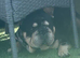 1 year old male &pound;300 or offers