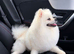 White Pomeranian male Russian bloodlines