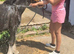 2 year old mini cob gelding