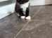 Ragdoll cross British long haired