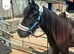 Cob colt