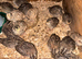 Japanese/Italian Quail