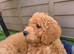 Maltipoo & Cockapoo
