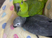 yellow naped amazon