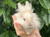 Baby Lionhead Buck Ready NOW