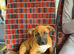 Urgently needed to rehome
