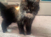 2 kitten left