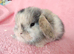 Baby mini lops for sale