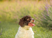Spanish Water Dog RKC register