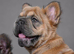 Big Rope Fluffy French Bulldog Puppies