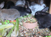 Rabbits
