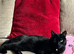 Lovely Black Male Cat