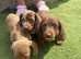 3 beautiful puppies for sale