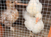 Mix breed chicks