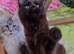 GCCF REGISTERED MAINE COON KITTEN