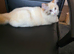 Ragdoll / Persian Cross for sale