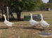 3 Embden ganders for sale