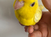 Handtame baby girl linnie