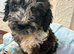 Beautiful cockapoo puppies