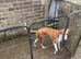 Saluki greyhound