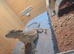 Bearded dragon and vivarium